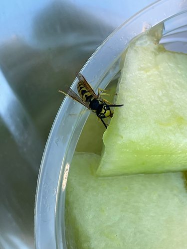 German Yellowjacket