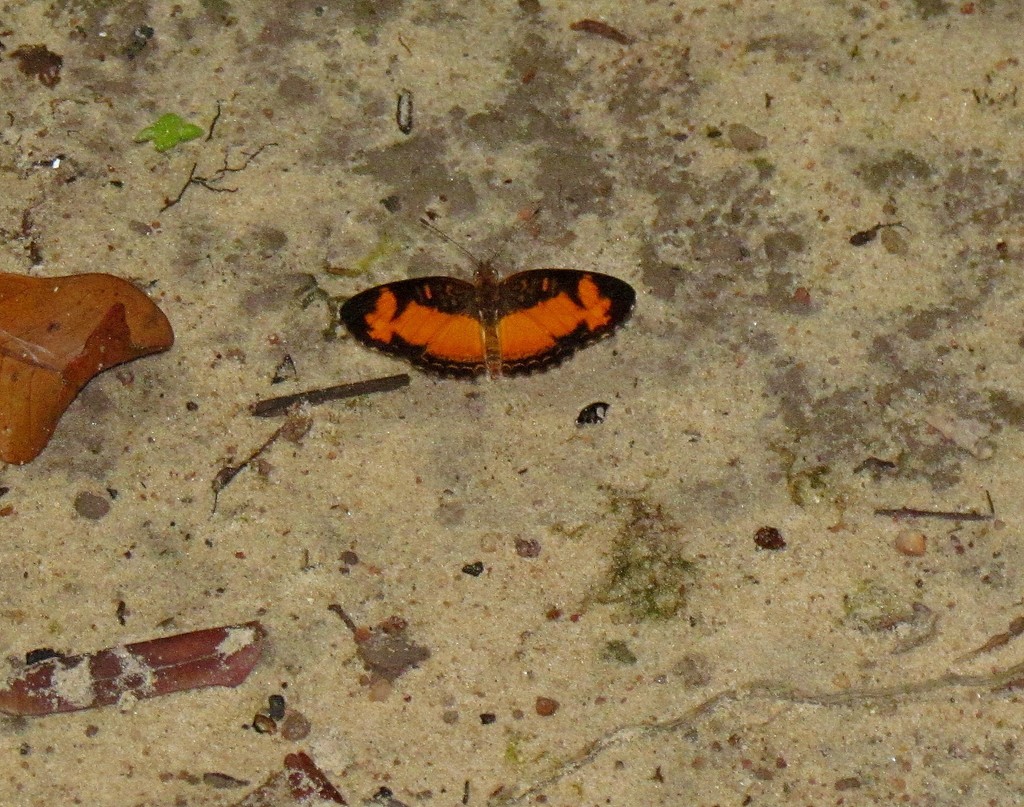 Telenassa teletusa