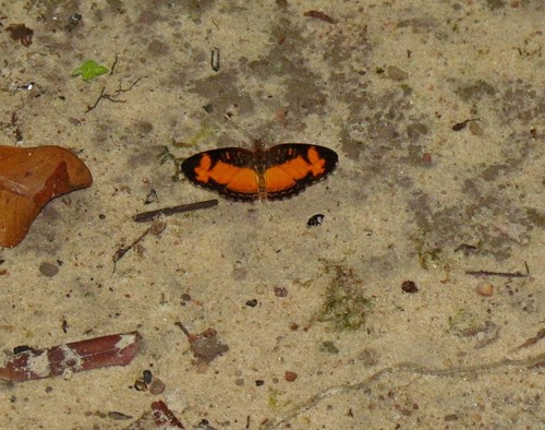Telenassa teletusa
