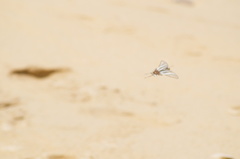Protographium epidaus fenochionis