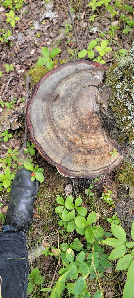 Northern Red Belt · August 2026 · photo: Photo: (c) Lauren Markewicz, some rights reserved (CC BY) · iNaturalist