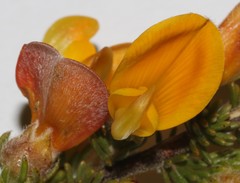 Aspalathus triquetra