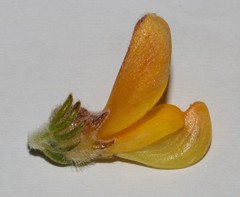 Aspalathus triquetra