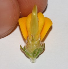 Aspalathus triquetra