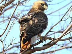 Buteo jamaicensis