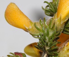 Aspalathus triquetra