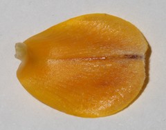 Aspalathus triquetra