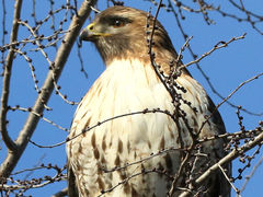 Buteo jamaicensis