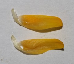 Aspalathus triquetra