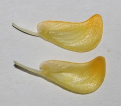 Aspalathus triquetra