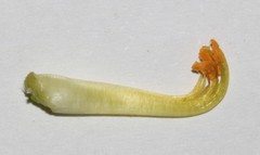 Aspalathus triquetra