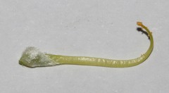 Aspalathus triquetra