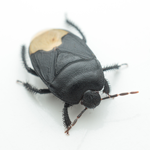 Black burrowing bug