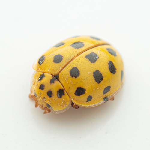 22-spot Ladybird