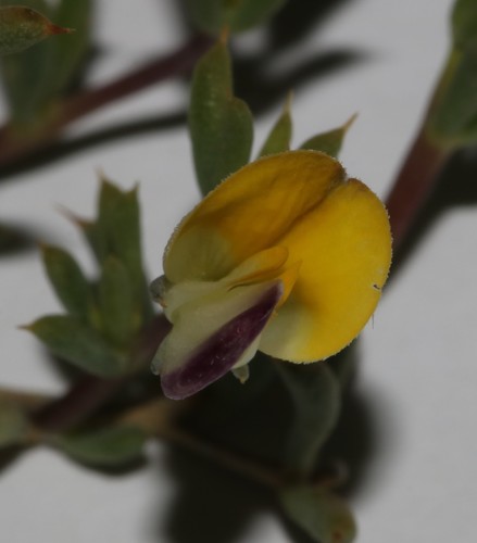 Yellowspike Capegorse (Aspalathus aristata)