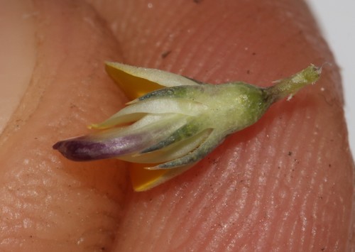 Image of Aspalathus aristata by (c) Brian du Preez, some rights reserved (CC BY-SA)