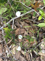 Stylisma patens angustifolia