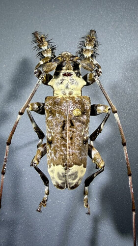 Lasiopezus longimanus