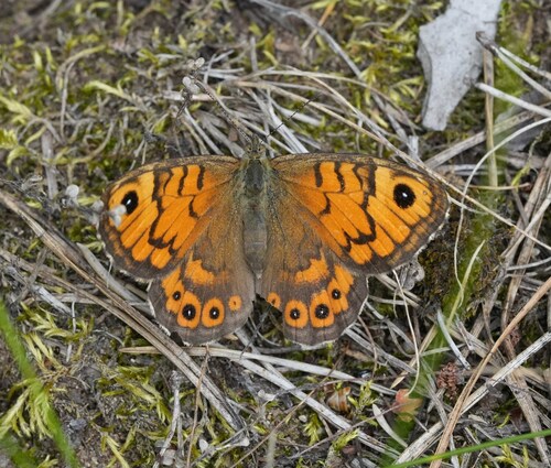 Wall Brown