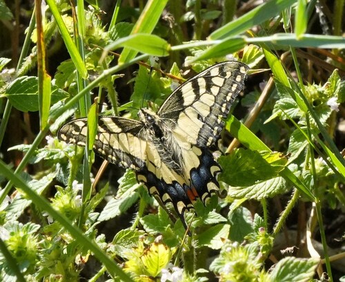 Old World Swallowtail