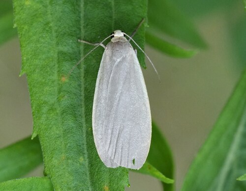 Dingy Footman