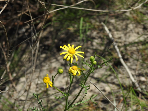 Senecio gallicus