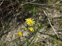 Senecio gallicus