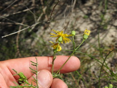 (c) Duarte Frade, some rights reserved (CC BY) Senecio gallicus, photograph (c) Duarte Frade, some rights reserved (CC BY)