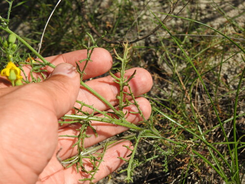 Senecio gallicus, photograph 2