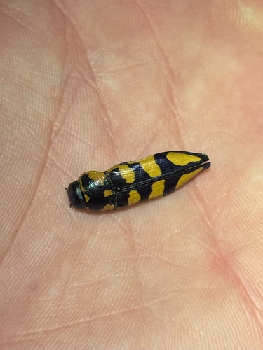 Thrincopyge alacris