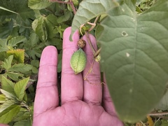 Passiflora bryonioides, photograph (c) Oscar Alejandro Morales Juárez, some rights reserved (CC BY-SA)