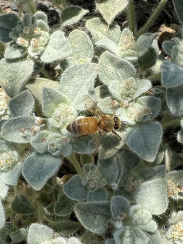 Western Honey Bee