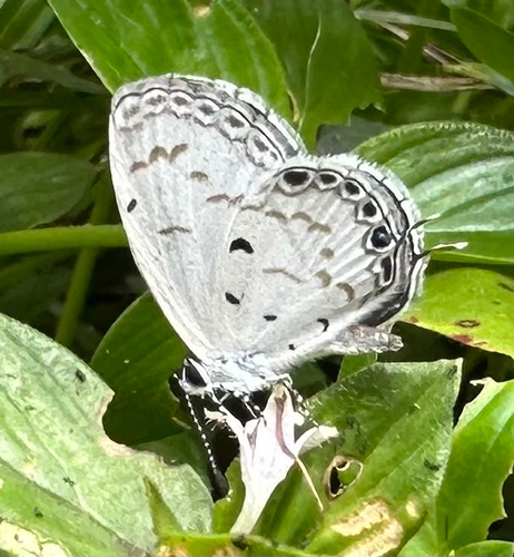 Thermoniphas micylus