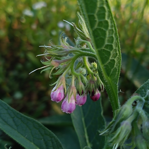 common comfrey