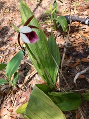 Collabieae