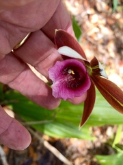 Collabieae