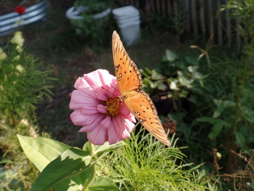 Gulf Fritillary