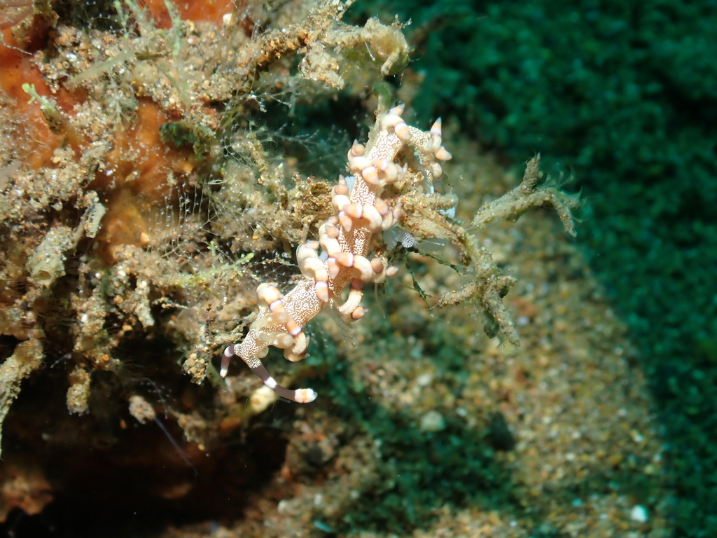 Purple-ringed Bluntnose