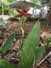 Collabieae
