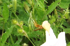 Polistes apachus texanus