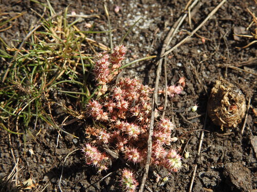 Illecebrum verticillatum, photograph 5