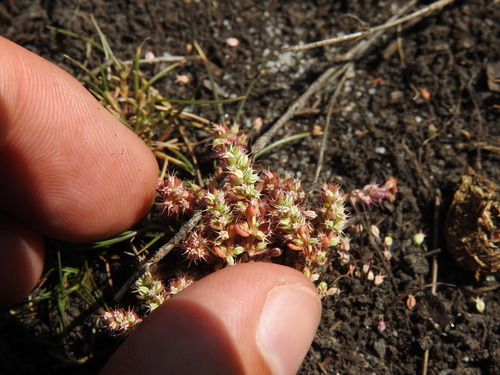 Illecebrum verticillatum, photograph 6
