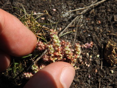 Illecebrum verticillatum, photograph (c) Duarte Frade, some rights reserved (CC BY)