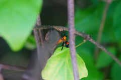 Oncopeltus spectabilis