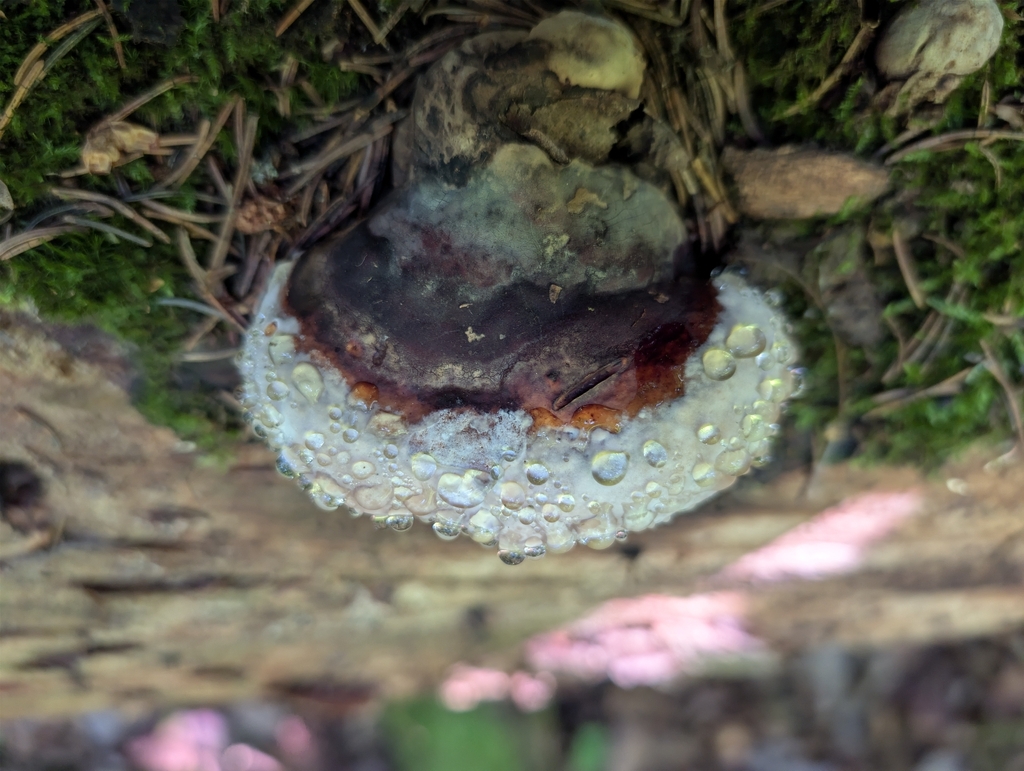 Northern Red Belt · August 2026 · photo: Photo: no rights reserved · iNaturalist