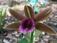 Collabieae