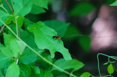 Oncopeltus spectabilis