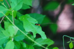 Oncopeltus spectabilis