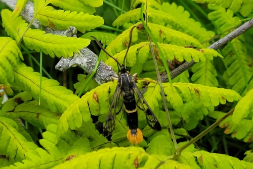 Welsh Clearwing
