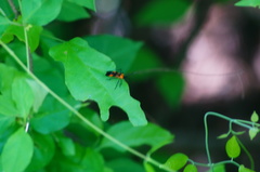 Oncopeltus spectabilis